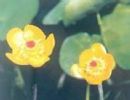 Nuphar Pumilum Extract